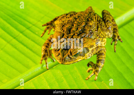 Cane Toad sur Maui Banque D'Images