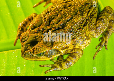 Cane Toad sur Maui Banque D'Images