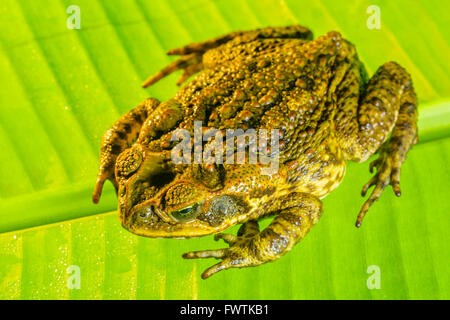 Cane Toad sur Maui Banque D'Images