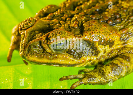 Cane Toad sur Maui libre Banque D'Images