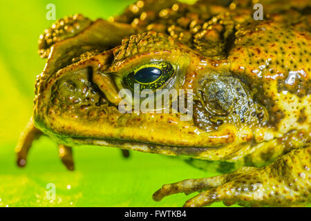 Cane Toad sur Maui Banque D'Images