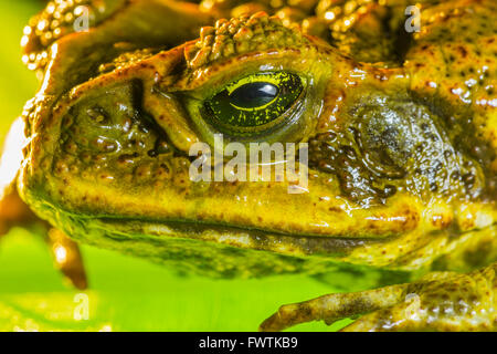 Cane Toad sur Maui Banque D'Images