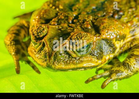 Cane Toad sur Maui Banque D'Images