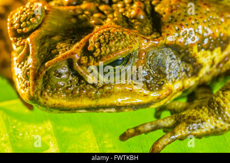 Cane Toad sur Maui Banque D'Images