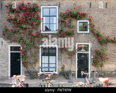 Mur de la maison avec des portes, des fenêtres et de l'escalade des vélos garés, rose, dans le vieux centre de Gouda, Pays-Bas Banque D'Images