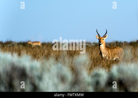 Bushbuck (Tragelaphus sylvaticus mâles adultes) Balle portrait Montagnes, Ethiopie, Afrique Banque D'Images