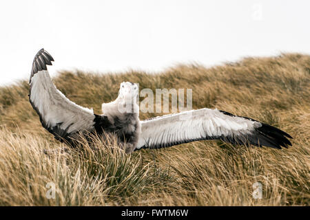 Albatros (Diomedea exulans) avec les ailes grandes ouvertes, la Géorgie du Sud l'Île Prion Banque D'Images