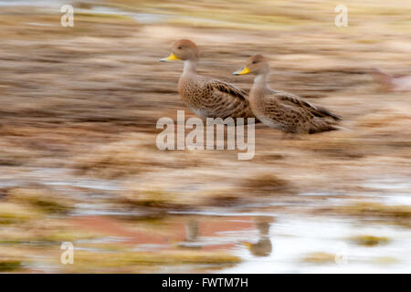 La Géorgie du Sud Canards pilets (Anas georgica georgica) marcher sur l'herbe Grytviken, Géorgie du Sud Banque D'Images