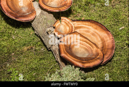 La culture des champignons orange sur le bois. Banque D'Images