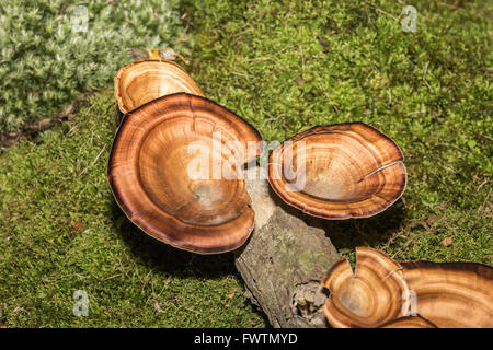 La culture des champignons orange sur le bois. Banque D'Images