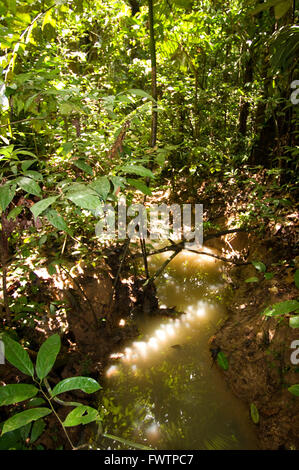 Plan général de la jungle amazonienne et la forêt primaire, près de Lima, Pérou, Loreto, l'Amazonie. Banque D'Images