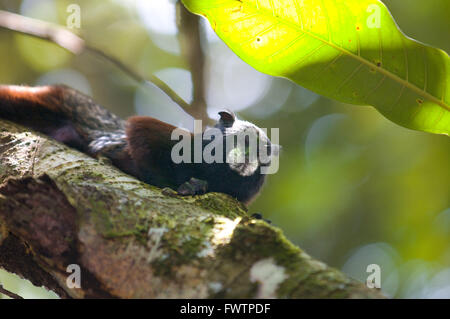 Un singe laineux Commun (Oreonax flavicauda) sur l'une des forêts primaires de la forêt amazonienne, près de Lima, Pérou, Loreto, l'Amazonie. Le singe laineux à queue jaune est un monde nouveau monkey endémique au Pérou. C'est une espèces de primates rares trouvés seulement dans les Andes péruviennes, dans les départements d'Amazonas et de San Martin Banque D'Images