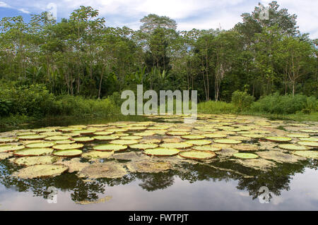 Fleur de la Victoria Amazonica, ou Victoria Regia, la plus grande plante aquatique dans le monde sur Amazon River près de Iquitos, Loreto, le Pérou. Victoria Regia water énorme l'un des affluents de l'amazone à Iquitos, environ 40 kilomètres près de la ville de l'Indiana. Banque D'Images