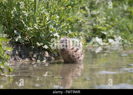 Mouette chick patauger seul attendant d'être nourris Banque D'Images