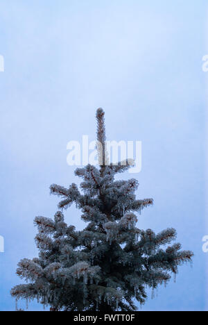 Haut de pine tree congelé après tempête de verglas pour ciel couvert. Banque D'Images