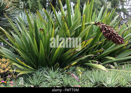 Doryanthes excelsa ou également connu comme indigènes Gymea Lily, Lily, Lily lance flamme gigantesque torche, Lily, Lily, Lily lllawarra Banque D'Images