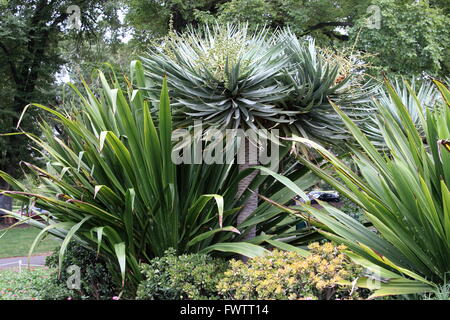 Groupe de plantes du désert comme l'Agave, Gymea Lily et indigènes à l'usine de jade Fitzroy Melbourne Australie Victoria Garden Banque D'Images