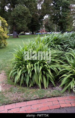 L'herbe ou plante Palm Setaria palmifolia ou connu comme Plantes de bassin Koi Evergreen Banque D'Images