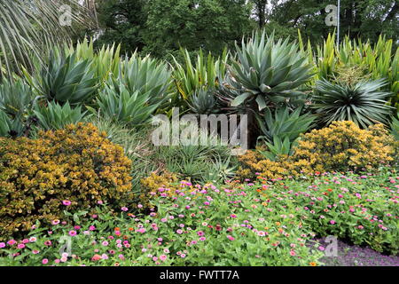 Groupe de plantes du désert comme l'Agave, aloe vera, Gymea Lily et indigènes à l'usine de jade Fitzroy Melbourne Australie Victoria Garden Banque D'Images