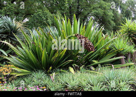 Doryanthes excelsa ou également connu comme indigènes Gymea Lily, Lily, Lily lance flamme gigantesque torche, Lily, Lily, Lily lllawarra Banque D'Images