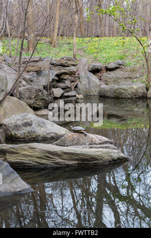 La tortue à oreilles rouges (Trachemys scripta elegans) au soleil sur un rocher sur une chaude journée de printemps dans Central Park, New York City Banque D'Images
