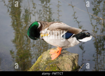 Homme Canard colvert (Anas platyrhynchos) perché sur un rocher dans un étang se lissant ses plumes Banque D'Images