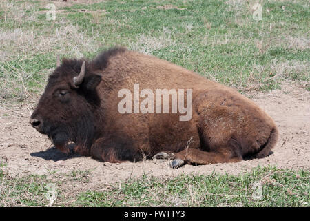 Un grand bison d'Amérique se reposant dans le soleil Banque D'Images