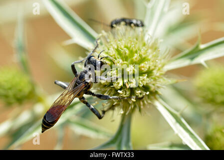 À bandes rouges macro wasp de sable (Ammophila) vu de dessus sur thistle Eryngium genre Banque D'Images