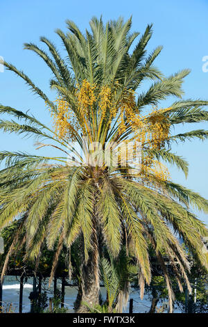 Date Palm - Phoenix dactylifera sur la côte de Chypre en novembre Banque D'Images