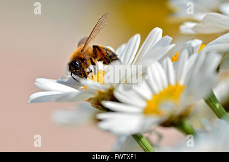Macro d'abeille (Apis) se nourrissant de fleur d'Anthemis blanc vu de profil Banque D'Images