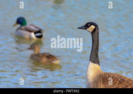 Duck, canard, oie bernache canadienne regardant comme deux canards colverts nager Banque D'Images