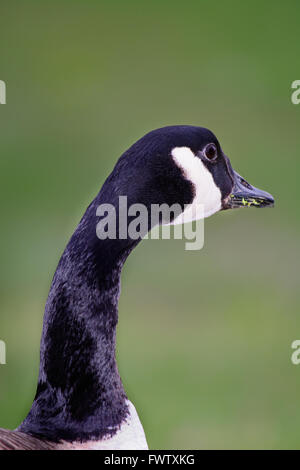 Canada Goose mange de l'herbe à la cou tête à droite et à l'arrière du châssis, selective focus premier plan, arrière-plan d'herbe Banque D'Images