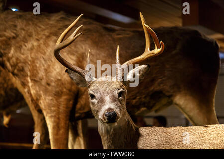 Close up deer détaillées sur des animaux au Musée National de Prague. Banque D'Images