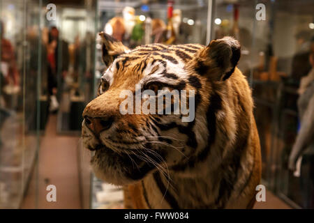 Close up tiger détaillées sur des animaux au Musée National de Prague. Banque D'Images