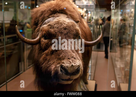 Close up buffalo vue détaillée des animaux au Musée National de Prague. Banque D'Images