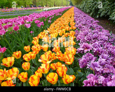 De plus en plus magnifiques tulipes colorées dans jardin Banque D'Images