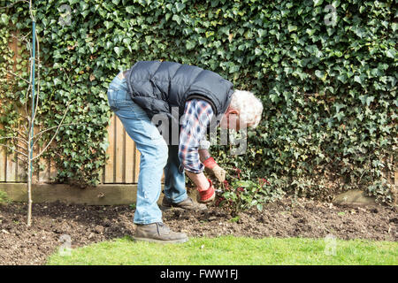 Senior male de tailler les roses dans son jardin, Banque D'Images
