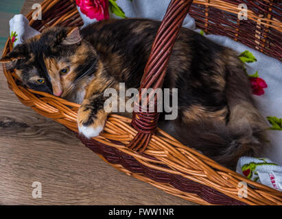 3-couleurs petit chat dans le panier posing Banque D'Images