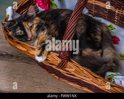 3-couleurs petit chat dans le panier posing Banque D'Images