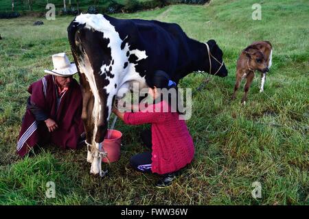 La traite à l'élaboration de fromage traditionnel dans Sapalache Huaringas Las ' ' - HUANCABAMBA.. .Département de Piura au Pérou Banque D'Images