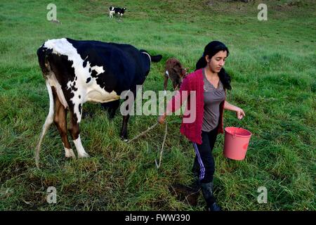 La traite à l'élaboration de fromage traditionnel dans Sapalache Huaringas Las ' ' - HUANCABAMBA.. .Département de Piura au Pérou Banque D'Images