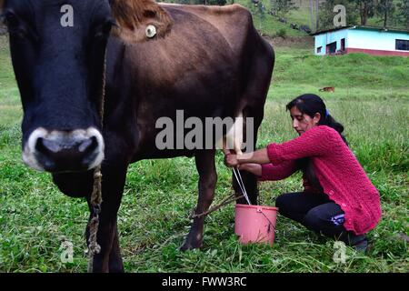 La traite à l'élaboration de fromage traditionnel dans Sapalache Huaringas Las ' ' - HUANCABAMBA.. .Département de Piura au Pérou Banque D'Images