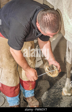 Un maréchal-ferrant FAIRE UN AJUSTEMENT SUR MESURE HORSESHOE, Delaware, Etats-Unis - mai 2008. Un maréchal-ferrant est un spécialiste en soins des sabots du cheval, y compris la Banque D'Images