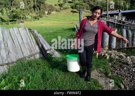 La traite à l'élaboration de fromage traditionnel dans Sapalache Huaringas Las ' ' - HUANCABAMBA.. .Département de Piura au Pérou Banque D'Images