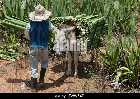 Homme de campagne travaillant dans le champ de sisal et cheval de travail transportant des feuilles de sisal, Nova Fátima, Alagoas, Brésil Banque D'Images