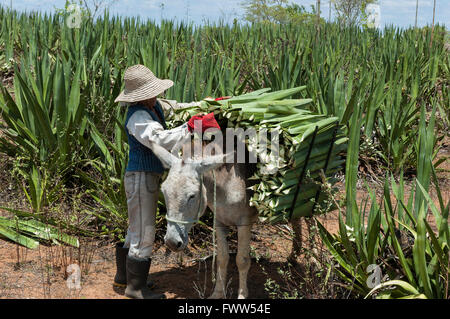 Homme de campagne travaillant dans le champ de sisal et cheval de travail transportant des feuilles de sisal, Nova Fátima, Alagoas, Brésil Banque D'Images