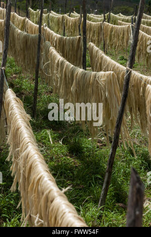 Séchage de fibres de sisal sur le terrain, Nova Fátima, Alagoas, Brésil Banque D'Images