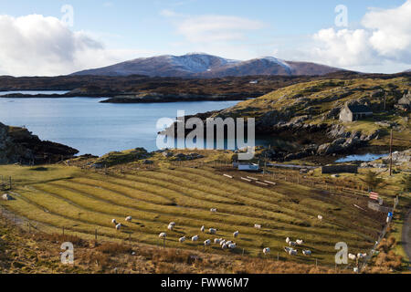 L'élevage de moutons sur Harris Banque D'Images