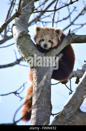 Panda rouge reposant sur un arbre dans le parc animalier de Curraghs Banque D'Images