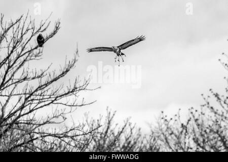 Buse variable (Buteo buteo) Présentation de "dons" pour son compagnon potentiel - bien qu'il semble que le gui, c'est réellement une brindille de chatons. Banque D'Images